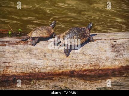 Zwei Schildkröten ruht auf einem Baumstamm in den Feuchtgebieten im Sommer, Aalen in der Sonne. Stockfoto