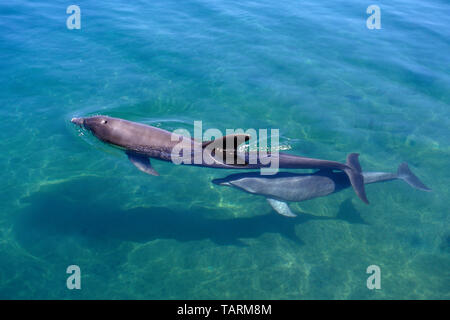 Bottlenose Dolphin: Kalb Schwimmen unter seiner Mutter in seichtem Wasser Tursiops truncatus Stockfoto