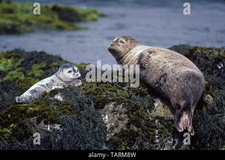 Harbour Seal-Phoca vitulina, Mutter und Welpen. Monterey Bay National Marine Sanctuary, Kalifornien, USA Stockfoto