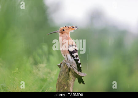 Schöner Vogel sitzt auf einem Baumstumpf im Regen Stockfoto