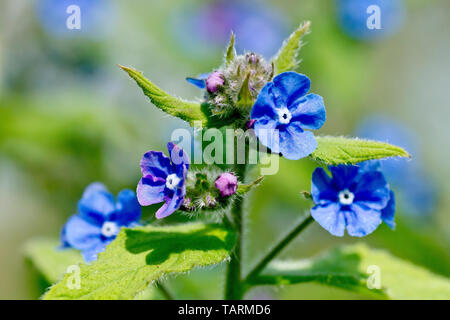 Grün (Alkanet pentaglottis sempervirens), auch bekannt als immergrüne Alkanet, Nahaufnahme der helle blaue Blüten. Stockfoto
