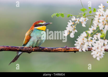 Bunter Vogel und weißen Blumen, von Akazienholz, Stockfoto