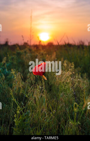 Lonely wild poppy flower Blüten auf den Sonnenuntergang Himmel Hintergrund wächst im Gras. Frühjahr gesunde Vegetation in Europa, Ukraine Stockfoto