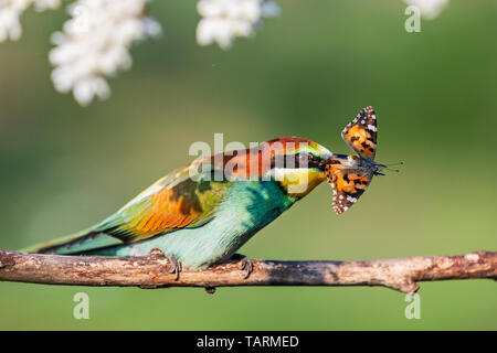 Paradies bunte Vögel und Schmetterlinge in ihrem Schnabel. Stockfoto