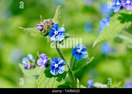 Grün (Alkanet pentaglottis sempervirens), auch bekannt als immergrüne Alkanet, Nahaufnahme der helle blaue Blüten. Stockfoto