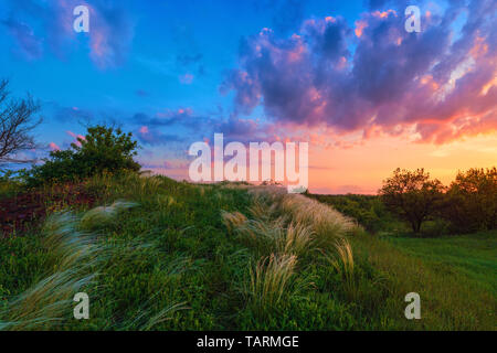 Helle Frühling Steppenlandschaft. Feder Gras Feld unter der schönen bunten bewölkter Sonnenuntergang in Kriviy Rih, Europa, Ukraine Stockfoto