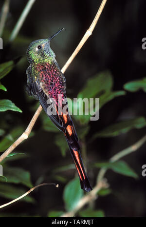 Red-Tailed Comet Kolibri (= Sappho Comet) Sappho sparganura Bereich: Anden von Bolivien, Chile und NW-Argentinien Stockfoto