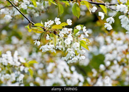 Wilde Kirschblüte (prunus avium), Nahaufnahme mit Fokus auf einen einzigen Blütenstrahl von vielen. Stockfoto