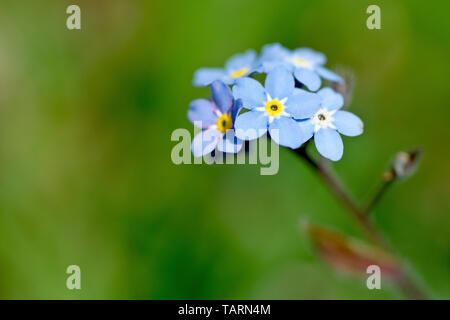 Holz Vergißmeinnicht (Myosotis sylvatica), in der Nähe von einem blühenden Stengel mit geringer Tiefenschärfe. Stockfoto