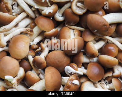 Cyclocybe aegerita (aka Poplar mushroom, kastanie Pilz oder Samt pioppini) Pilze essen Stockfoto