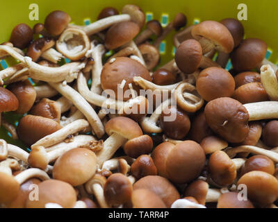 Cyclocybe aegerita (aka Poplar mushroom, kastanie Pilz oder Samt pioppini) Pilze essen Stockfoto