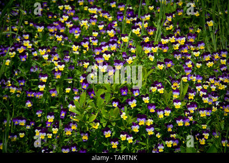 Johnny Jump Up Blumen vor dem Hintergrund der Grünen blühen. Stockfoto