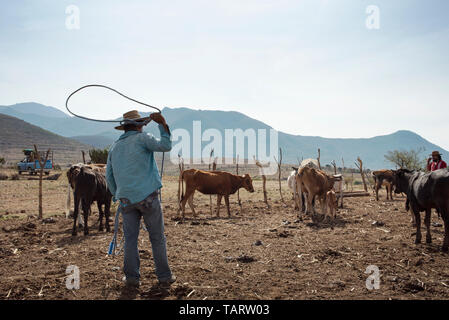 Das Leben auf dem Bauernhof mit hirtenjunge versuchen ein Baby Kuh mit einem Lasso zu fangen. Teotitlan del Valle, Oaxaca, Mexiko. Mai 2019 Stockfoto