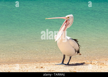 Australian pelican am Strand mit weit offenem Mund - Monkey Mia, WA, Australien Stockfoto