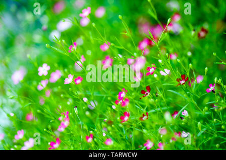 Bunte schöne rosa Gypsophila boutique Blumen im Garten Stockfoto