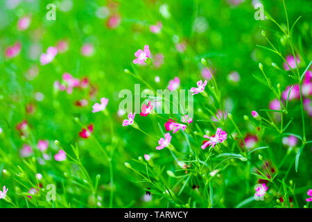 Bunte schöne rosa Gypsophila boutique Blumen im Garten Stockfoto