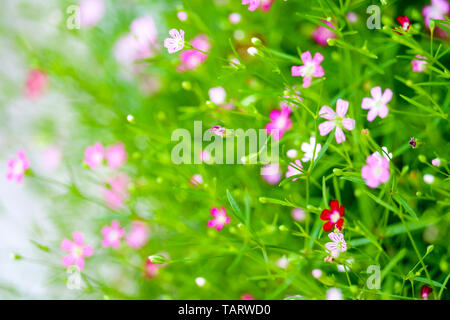 Bunte schöne rosa Gypsophila boutique Blumen im Garten Stockfoto