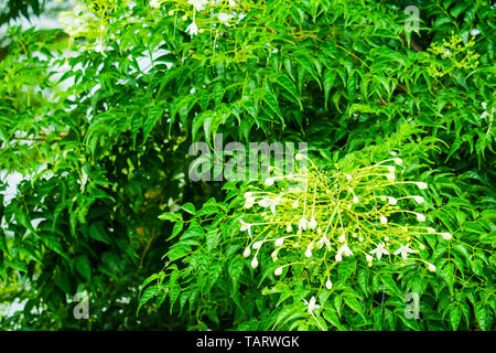 Millingtonia hortensis ein Baum ist 15 Meter hoch, mit einem Horn-förmige weiße Blume, wohlriechend, beliebt als Zierpflanze Stockfoto