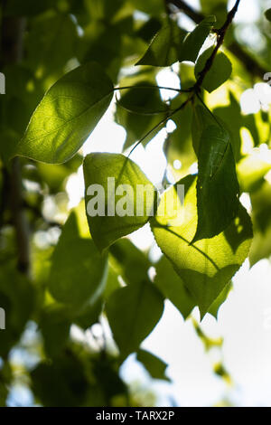 Grüne Blätter gegen die Sonne. Die Sonne scheint durch die grünen Blätter der Pappel. Close-up Stockfoto