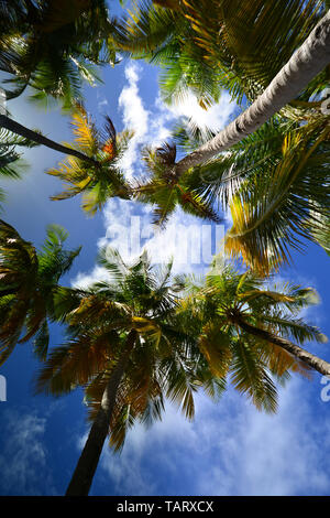 Zu Palmen gegen helles Blau tropischen Himmel in Puerto Rico Stockfoto