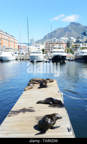 Kap Pelzrobben an der Victoria & Alfred Waterfront in Kapstadt, Südafrika. Stockfoto