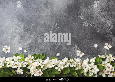 Frühjahr blühenden Zweig auf grauem Beton Hintergrund. Apple Blüten kopieren. Stockfoto