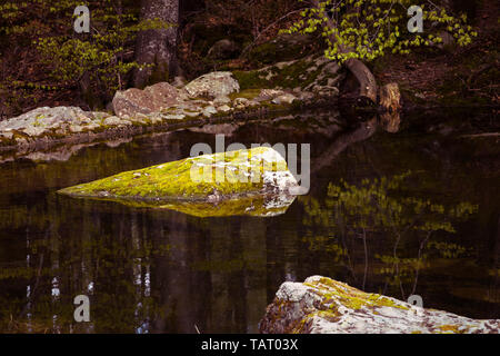 Ruhe. Bemoosten Felsen im Wald See. Stilles Wasser, ragt Steine von Moos überwuchert, darkwater. Spiegelungen im Wasser. Zen Hintergrund Stockfoto