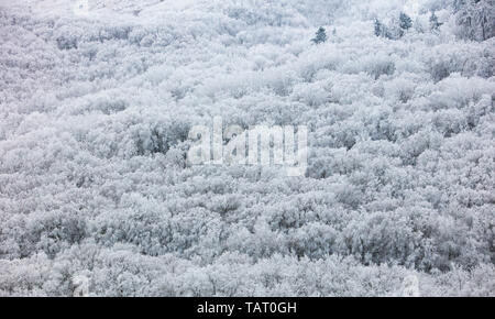 Winter Wald wolken landschaft Antenne Bäume Hintergrund Reisen ruhige Landschaft Stockfoto