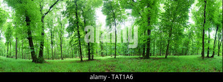Panorama der grünen Wald im Frühling Landschaft Stockfoto