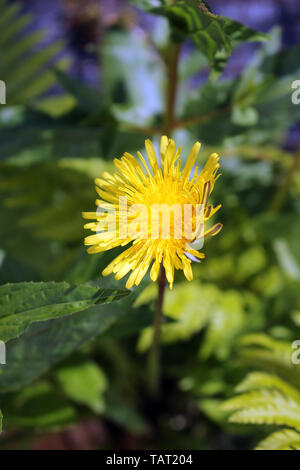 Taraxacum officinale oder gemeinsamen Löwenzahn Blume Stockfoto