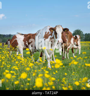 Rot und weiß gefleckte Kühe und Ranunkeln in niederländisch Sommer Wiese in der Nähe von Utrecht und Amersfoort in den Niederlanden Stockfoto