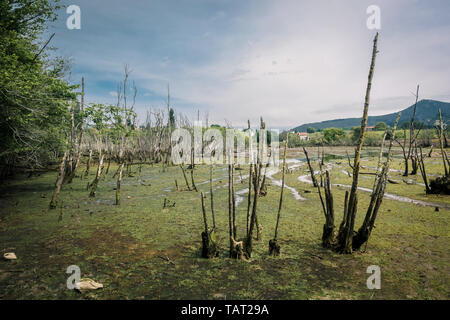 Moore und Sümpfe im Biosphärenreservat Urdaibai im Baskenland, Spanien Stockfoto