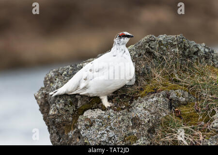 Ein Felsen Alpenschneehuhn (Lagopus muta) in weiß winter Gefieder, im Norden von Island im Mai Stockfoto