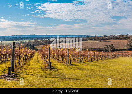 Reihen der Weinreben mit gelben Blätter im Herbst an einem sonnigen Tag Stockfoto