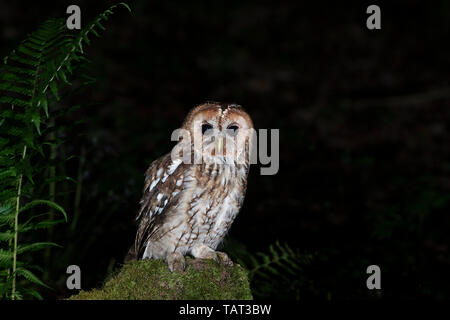 Tawny Owl (Strix aluco Owlet). Stockfoto