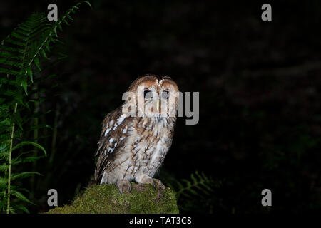 Tawny Owl (Strix aluco Owlet). Stockfoto