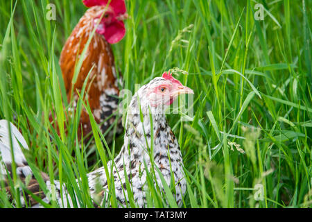 Steinhendl Steinpiperl Stoapiperl - - - Huhn Gruppe - kritisch bedrohte Huhn züchten aus Österreich im freien Bereich (Gallus gallus domesticus)