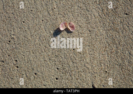 Single seashell auf dem flachen Meer Sand des Strandes in der Nähe der Küste. Stockfoto