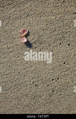Single seashell auf dem flachen Meer Sand des Strandes in der Nähe der Küste. Stockfoto
