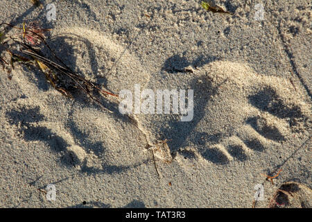 Spuren der Wanderer in den Sand am Strand in der Nähe der Küste. Stockfoto