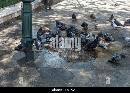 Verwilderte Tauben, Columba livia Domestica, Trinken und Baden in Wasser aus einem auslaufenden Wasser-stand in der Altstadt im Zentrum von Bukarest, Rumänien Stockfoto