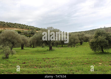 Schönen Olivenbäumen und Feldern, Mountaints im Bereich der Safita, Tartus, Syrien. Stockfoto