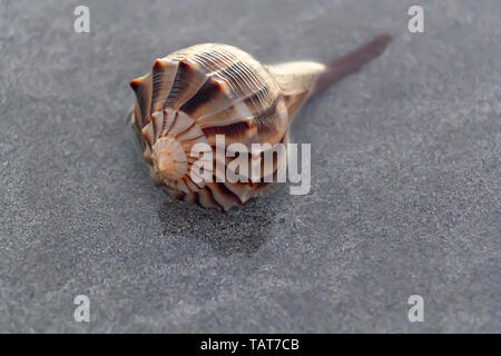 Live lightning Wellhornschnecken (Busycon perversum) im flachen Wasser auf Key Biscayne, Florida, USA. Stockfoto