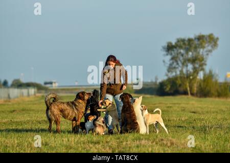 Frau und Hunde Stockfoto