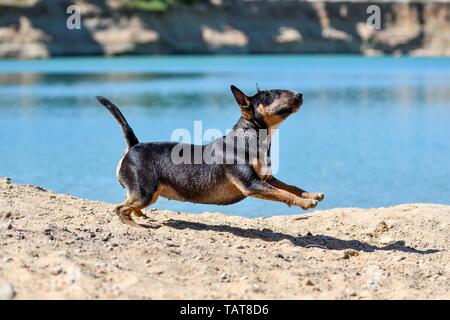Miniatur Bullterrier ausgeführt Stockfoto