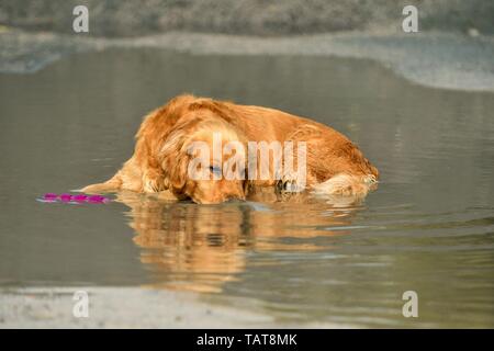 Golden Retriever liegend Stockfoto