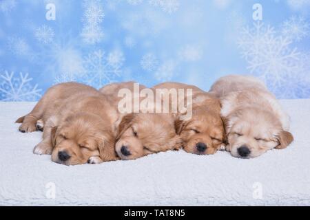 Golden Retriever Welpen Stockfoto