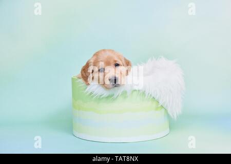 Golden Retriever Welpe Stockfoto