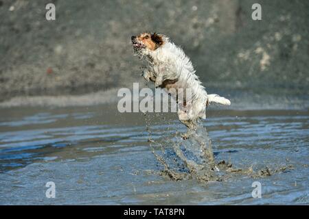 Jumping Jack-Russell-Terrier Stockfoto