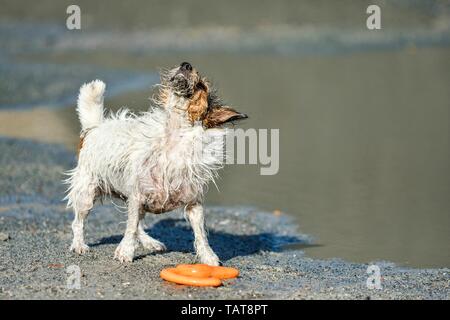 Jack Russell Terrier schütteln Stockfoto